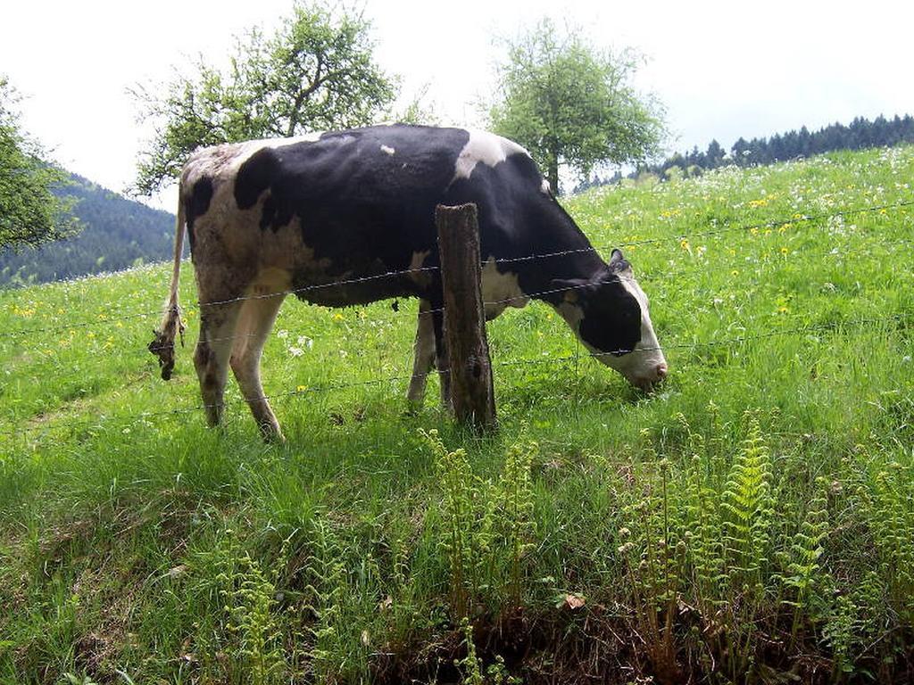 Stinneshof Oberharmersbach Exterior foto